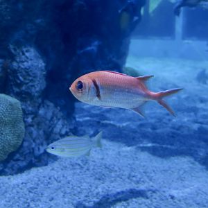 Blackbar Soldierfish (Myripristis jacobus)