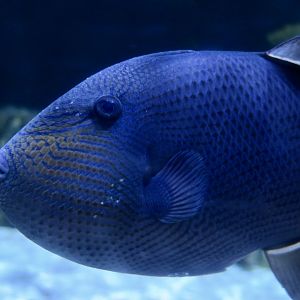 Black Triggerfish (Melichthys niger)
