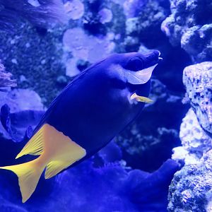 Bicolored Foxface (Siganus uspi)