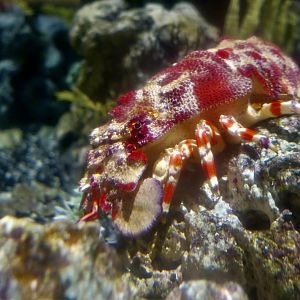 Ridged Slipper Lobster (Scyllarides nodifer)