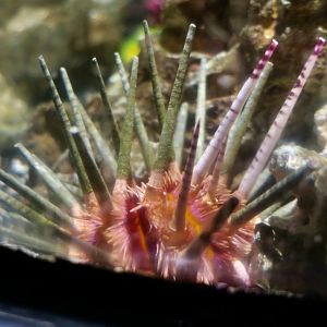 Imperial Sea Urchin (Phyllacanthus imperialis)