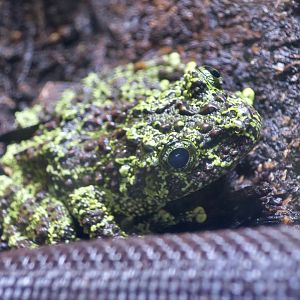Vietnamese Mossy Frog (Theloderma corticale)