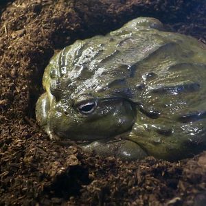 African Bullfrog (Pyxicephalus adspersus)