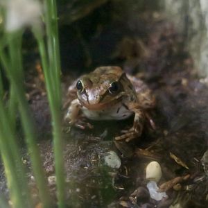Wood Frog (Lithobates sylvaticus)