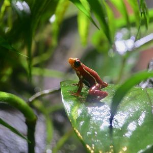 Anthony's Poison Arrow Frog (Epipedobates anthonyi)
