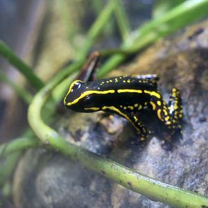 Three-Striped Poison Frog (Ameerega trivittata)