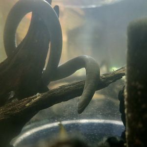 Rio Cauca Caecilian (Typhlonectes natans)