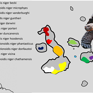 Galapagos giant tortoise - Subspecies distribution map