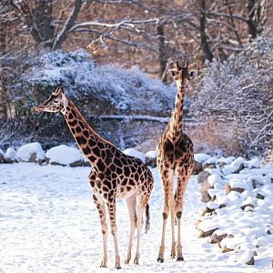 Giraffes in the snow at Schwerin