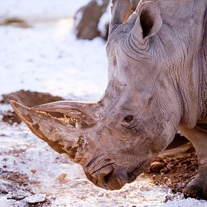 Rhino in the snow at Schwerin