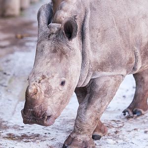 Young Rhino in the snow at Schwerin