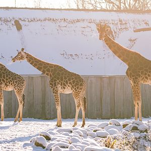 Giraffes in the snow at Schwerin