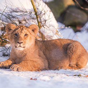 Asian lion cub in the snow at Schwerin