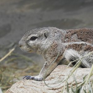 [2019] Cape ground squirrel