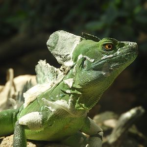 [2019] Green basilisk
