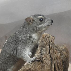 [2019] Yellow-spotted rock hyrax