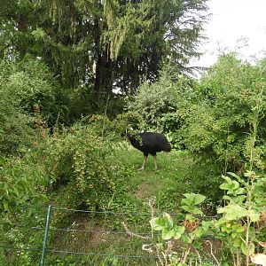 [2019] Southern cassowary enclosure