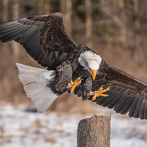 Bald Eagle