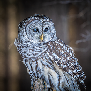 Roseanne the female Barred Owl