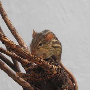 [2019] Barbary striped grass mouse