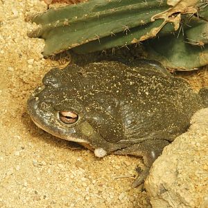[2019] Colorado River toad