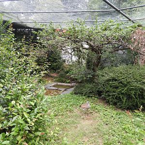 [2019] Inside walk-through aviary