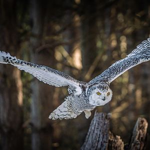 Female Snowy Owl flying