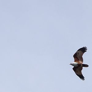 Brahminity kite (Haliastur indus)