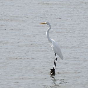 Great Egret (Ardea alba alba)