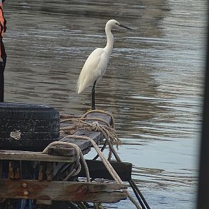 Little egret (Egretta garzetta garzetta)