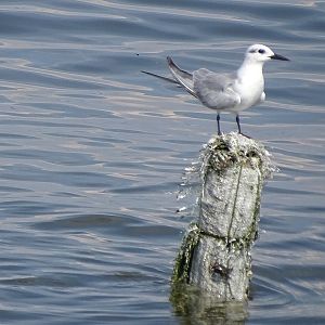 Whiskered tern (Chlidonias hybrida hybrida)