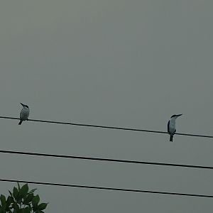 Collared kingfisher (Todiramphus chloris humii)