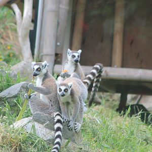 Ring-tailed Lemurs