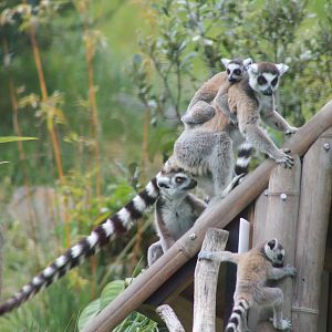 Ring-tailed Lemurs