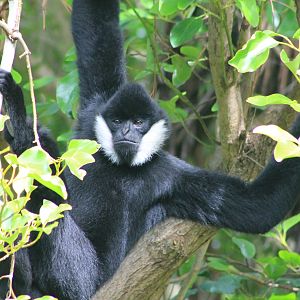 Male White-cheeked Gibbon