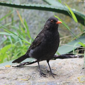 European Blackbird (Turdus merula)