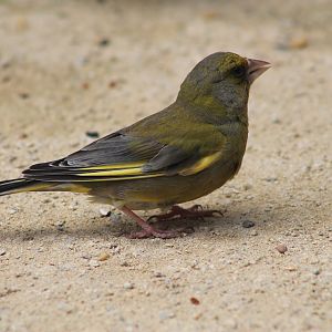 Male Common Greenfinch (Carduelis chloris)