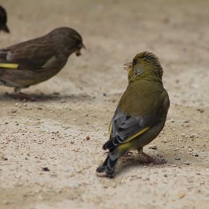 Pair of Common Greenfinches (Carduelis chloris)