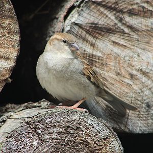 Female House Sparrow (Passer domesticus)