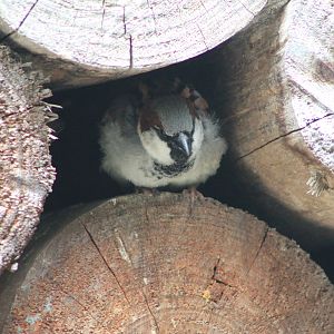 Male House Sparrow (Passer domesticus)
