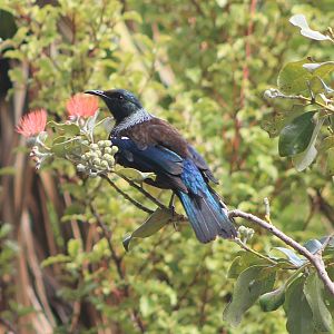 Tui (Prosthemadera novaeseelandiae)