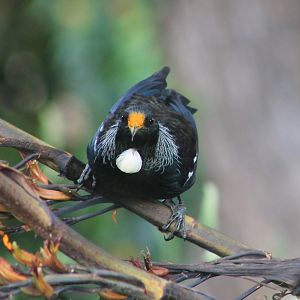 Tui (Prosthemadera novaeseelandiae)