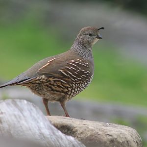 Female Californian Quail (Callipepla californica)