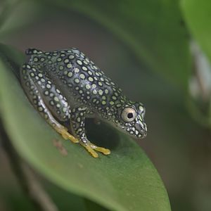 White-spotted reed frog