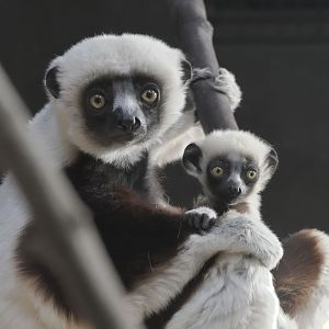 Coquerel's sifaka female & infant
