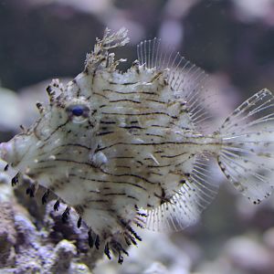 Prickly leatherjacket