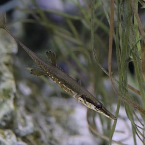 15-spined stickleback