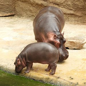 [2019] Hippos