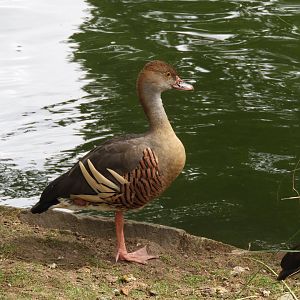 [2019] Plumed whistling duck