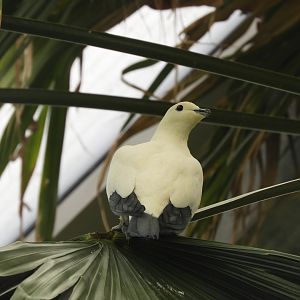 [2019] Pied imperial-pigeon